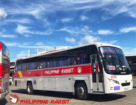 Philippine Rabbit .